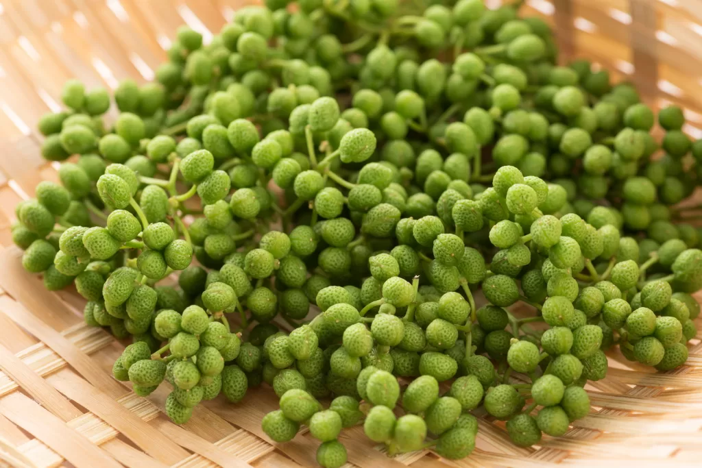 REFRESH DRINKKOJI FIZZ PREMIUM（240ml × 3本入り） – SEE THE SUN SELECT